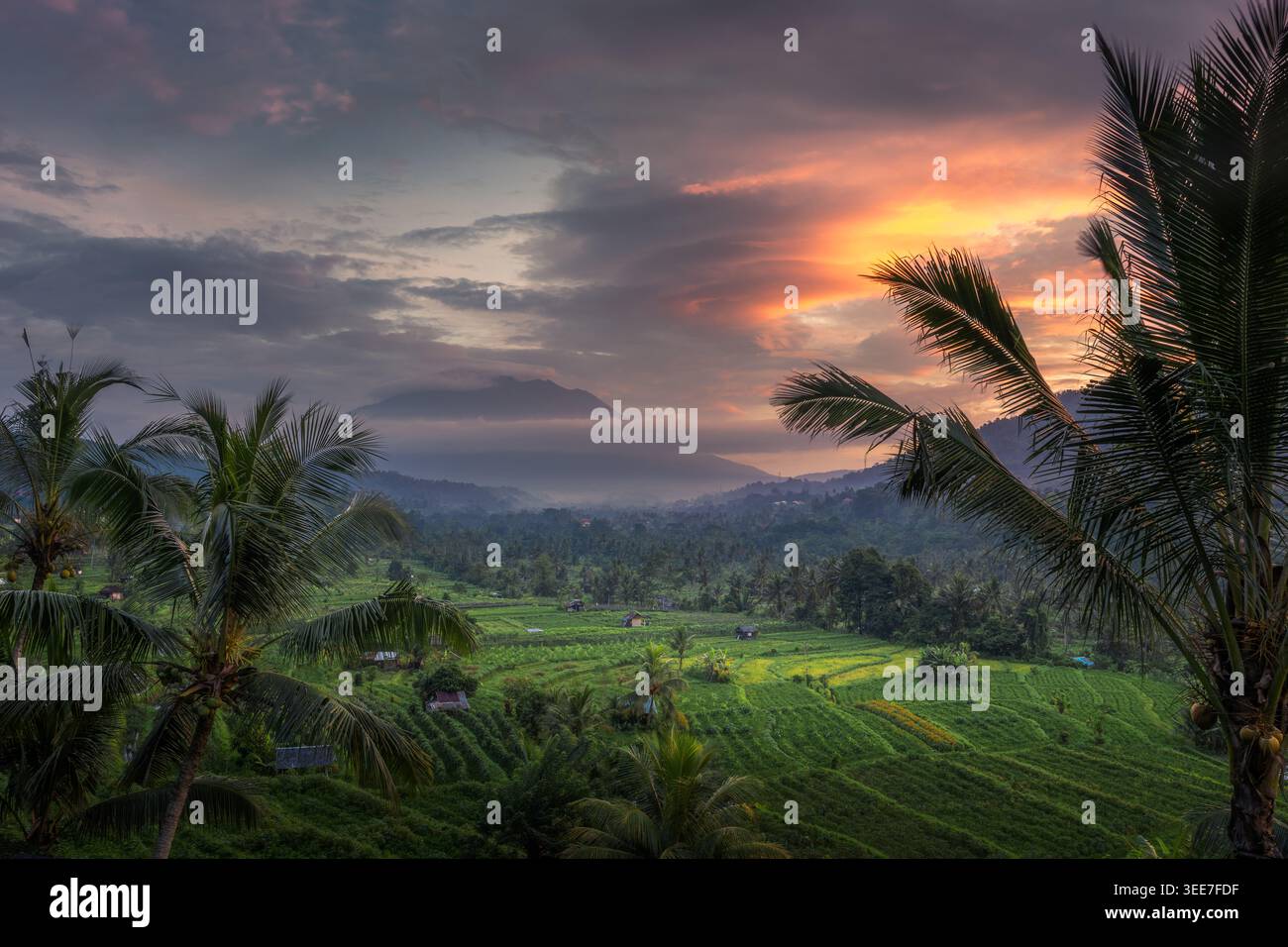 Vue aérienne de rizières luxuriantes en terrasses nichées dans une vallée avec des palmiers et une montagne brumeuse sous un ciel de coucher de soleil spectaculaire à Sidemen, Bali, Indonésie. Banque D'Images