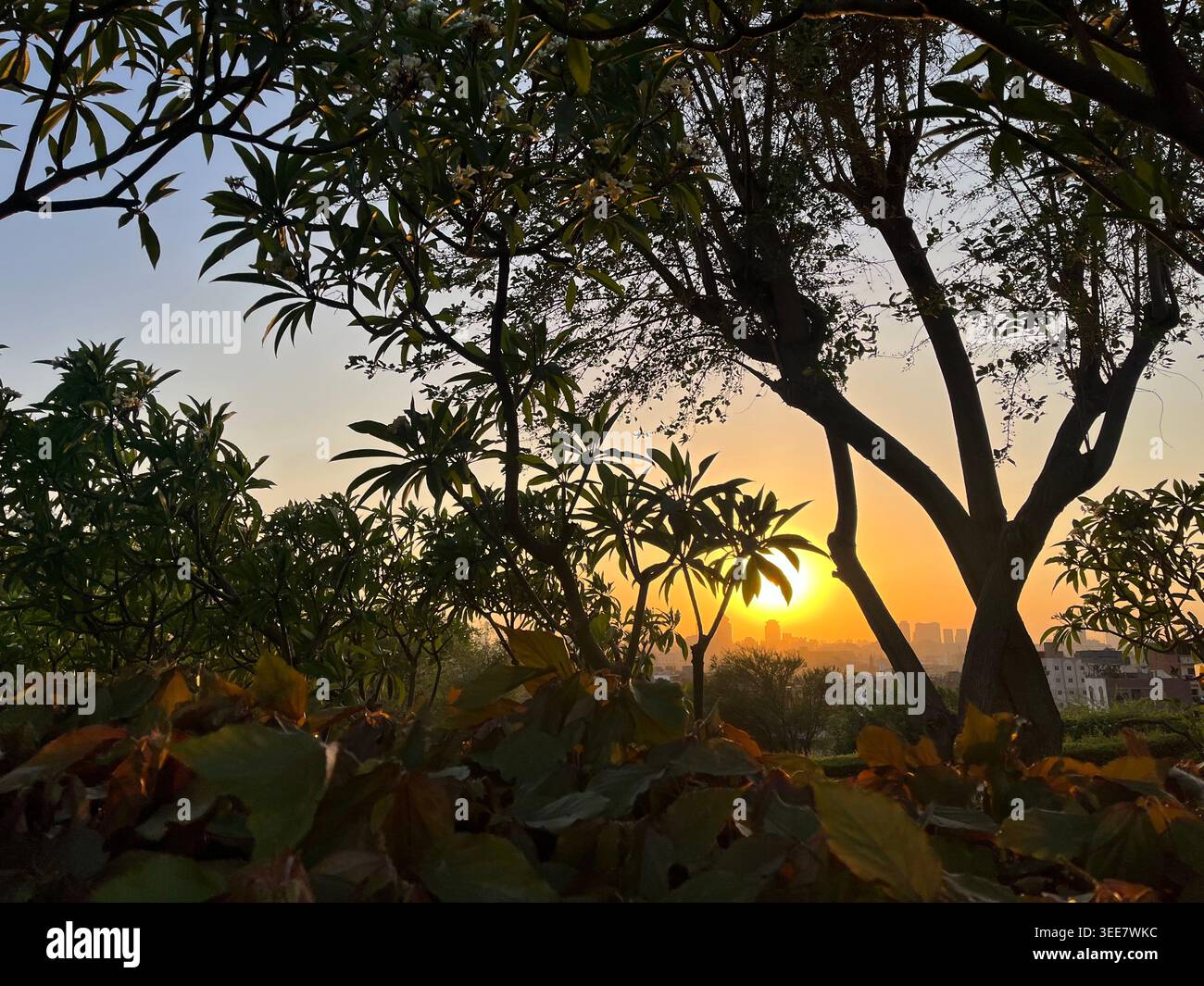 Silhouette d'arbres tropicaux luxuriants et de branches de frangipanier (Plumeria) encadrées par un coucher de soleil doré vibrant sur une ligne d'horizon lointaine de la ville au crépuscule. - Image de stock capturée avec un smartphone