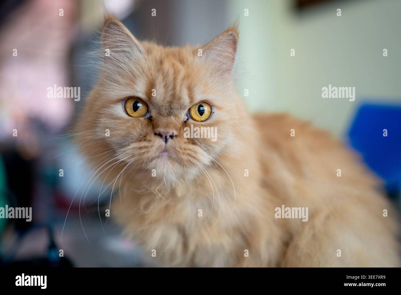 Portrait d'un chat persan de couleur dorée Banque D'Images