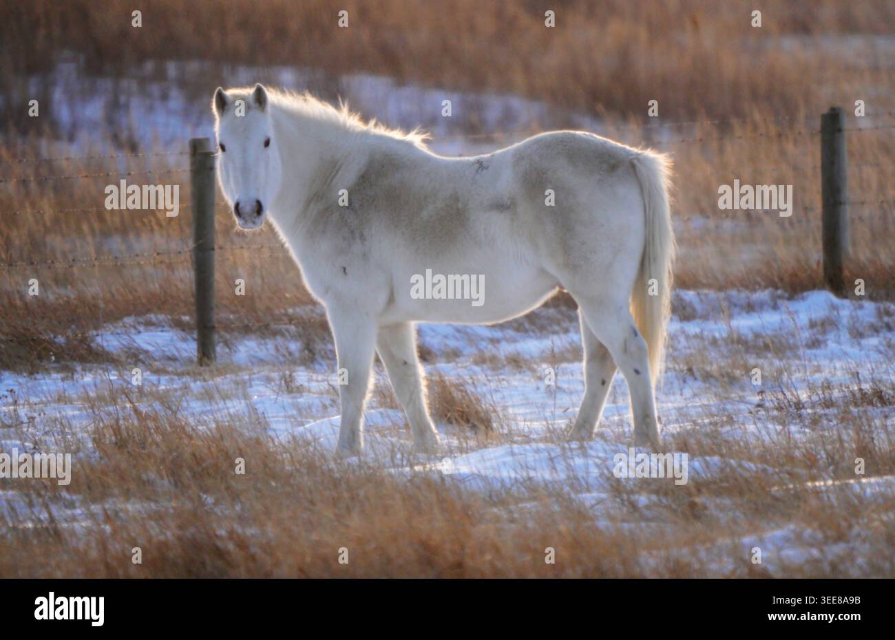 Un cheval blanc solitaire se dresse dans un paysage hivernal, illuminé par la lueur chaude du coucher du soleil, avec de l'herbe sèche et de la neige couvrant le sol Banque D'Images