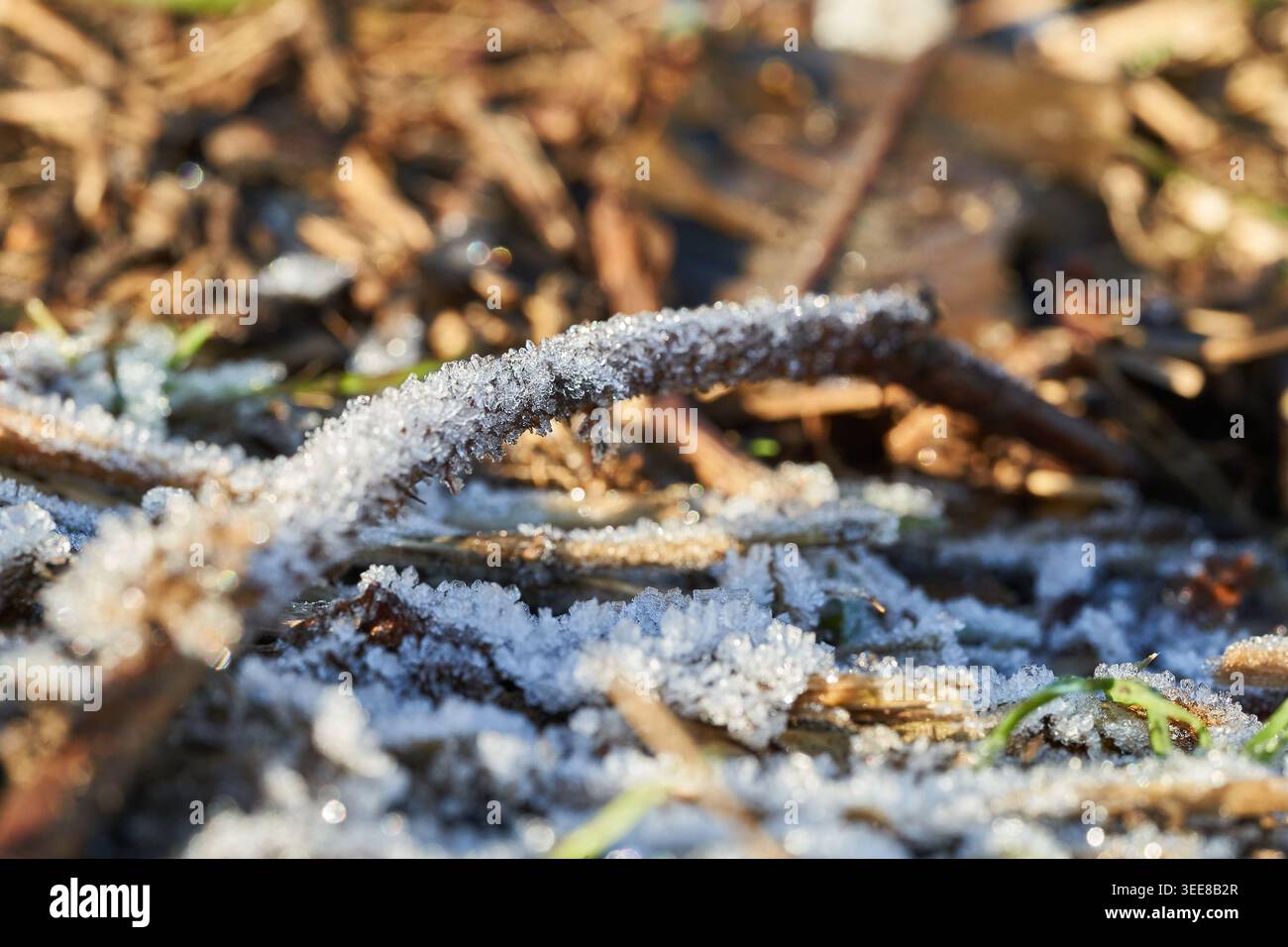 Gros plan sur le gel et les cristaux de glace accrochés aux brindilles et aux feuilles par un froid matin d'hiver. Banque D'Images