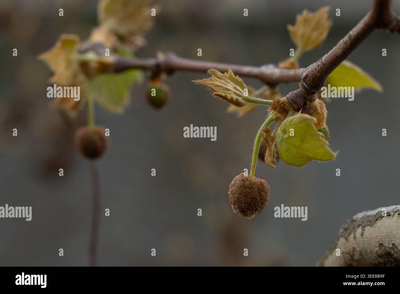 La branche d'avion londonienne montre une boule de graines ronde, une jeune feuille verte, un bourgeon printanier, une écorce tachetée et un fond naturel doux. Éducation botanique, nature urbaine Banque D'Images