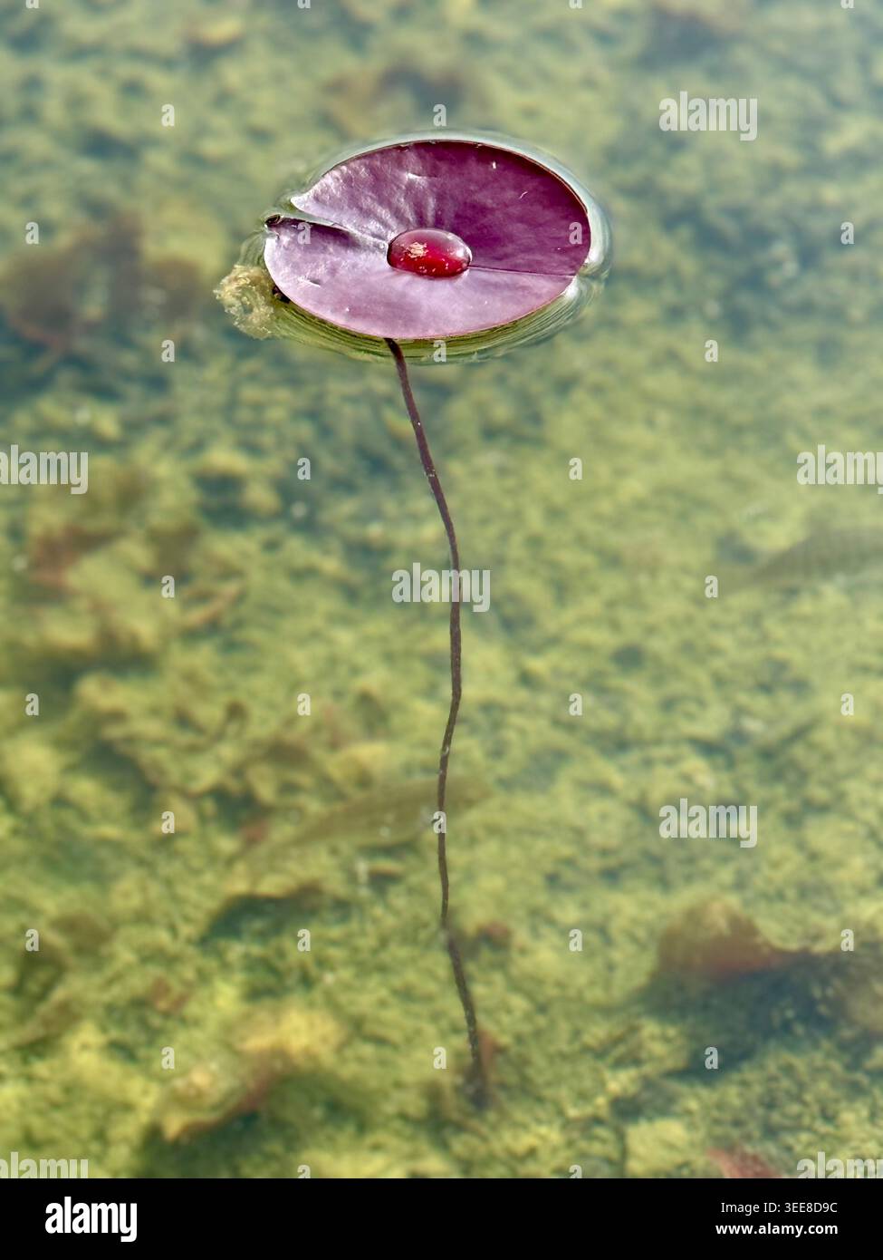 Une feuille de nénuphar violette et ronde flottant sur une eau claire avec une grande goutte d'eau brillante au centre, reliée à une longue tige fine - Image de stock capturée avec un smartphone