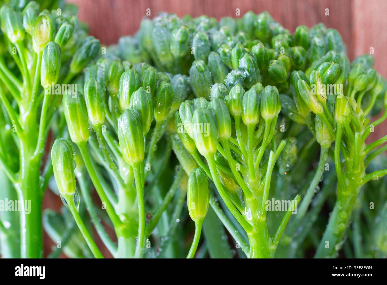 Le brocoli Tenderstem est un croisement hybride entre le chou frisé chinois et le brocoli régulier, apprécié pour ses tiges longues, tendres et comestibles et sa saveur douce et noisette Banque D'Images