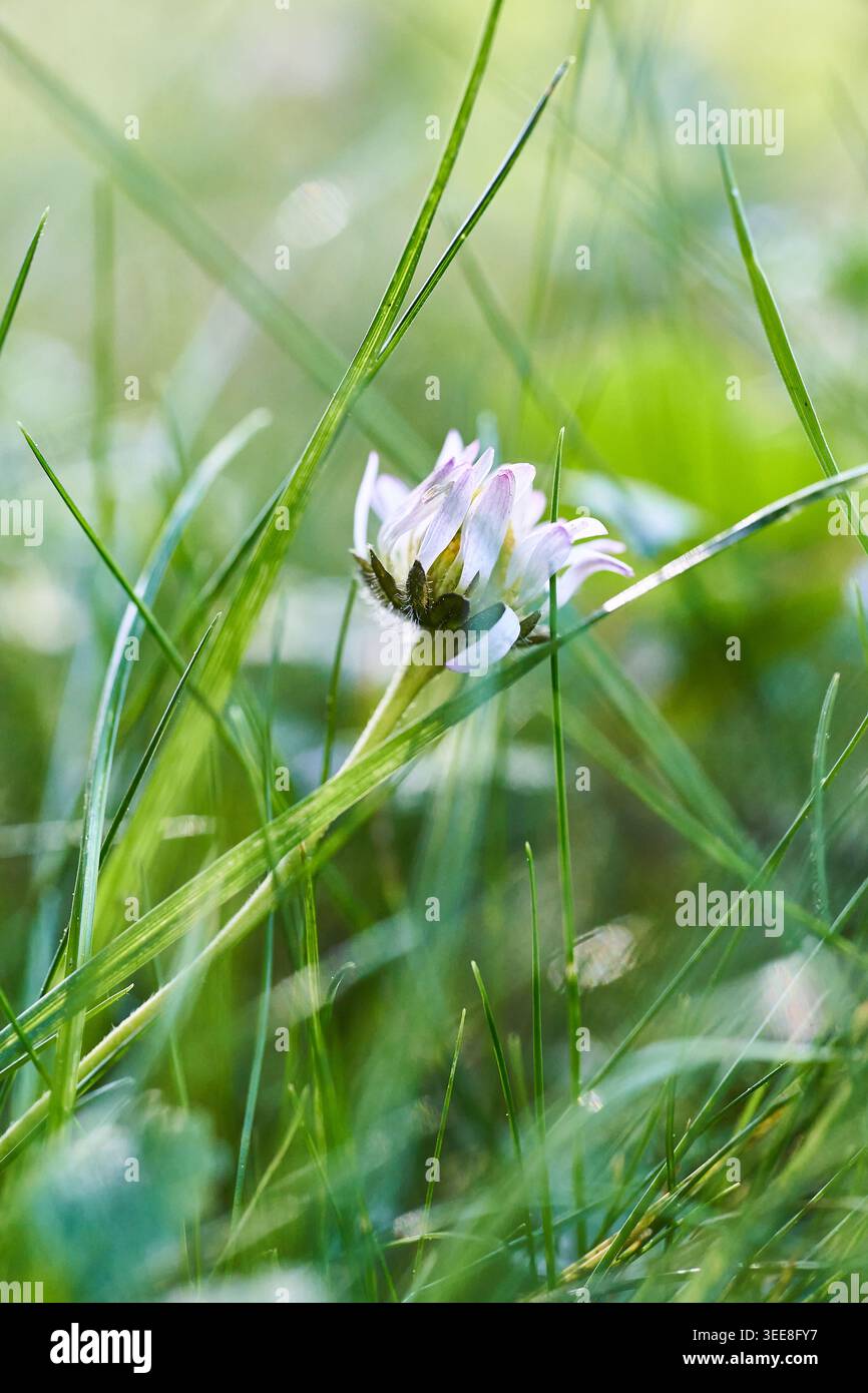 Fleur de trèfle blanc nichée dans l'herbe verte, baignée de bokeh doux du matin et de rosée fraîche. Banque D'Images
