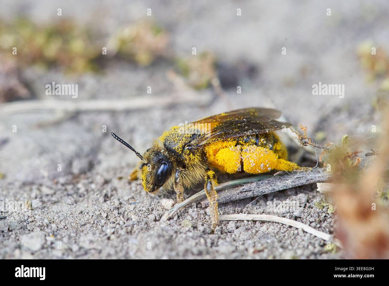Abeille couverte de pollen repose sur un sol sablonneux, transportant du pollen jaune vif tout en prenant une brève pause. Banque D'Images