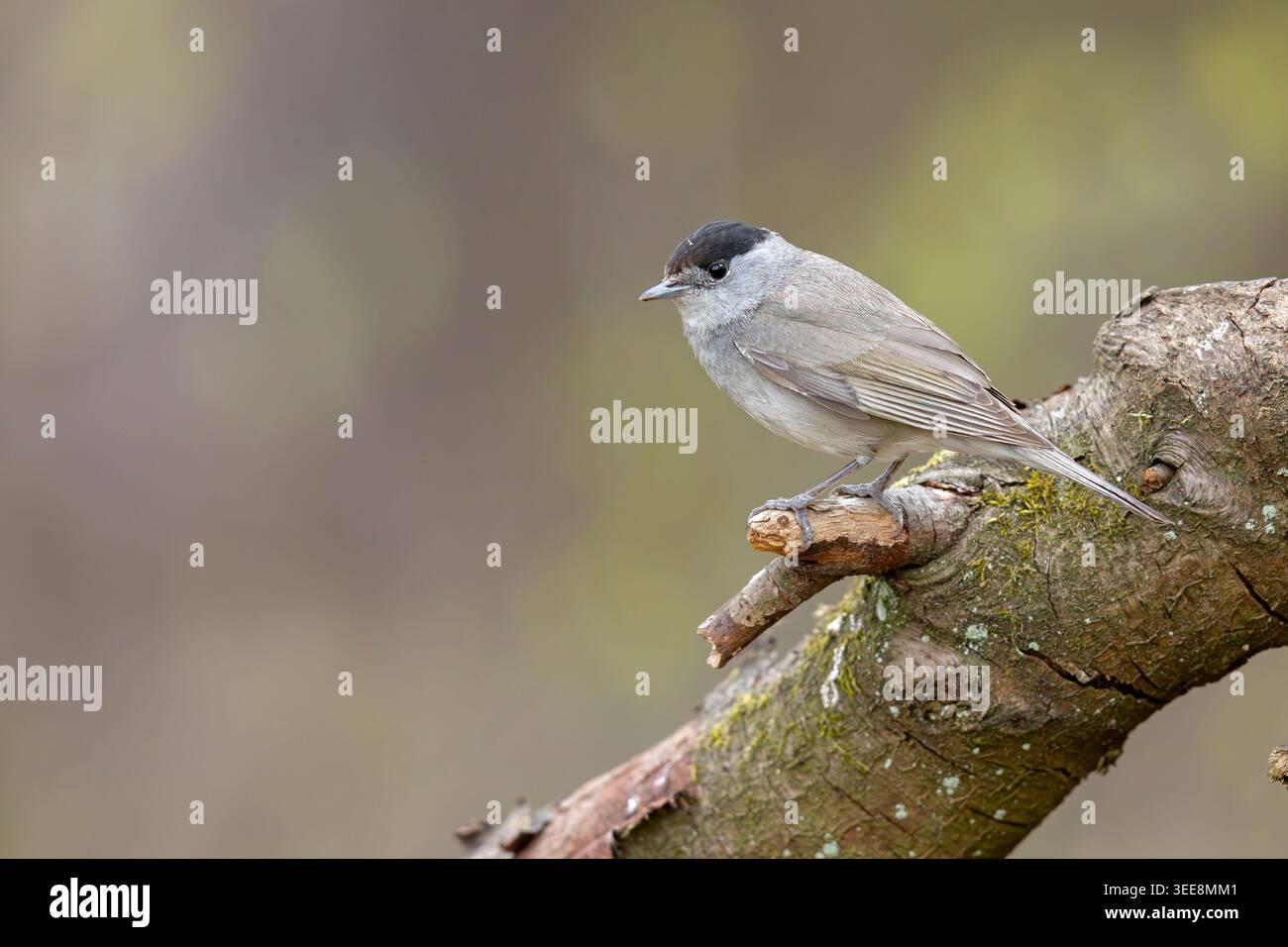 La casquette noire eurasienne (Sylvia atricapilla) Banque D'Images
