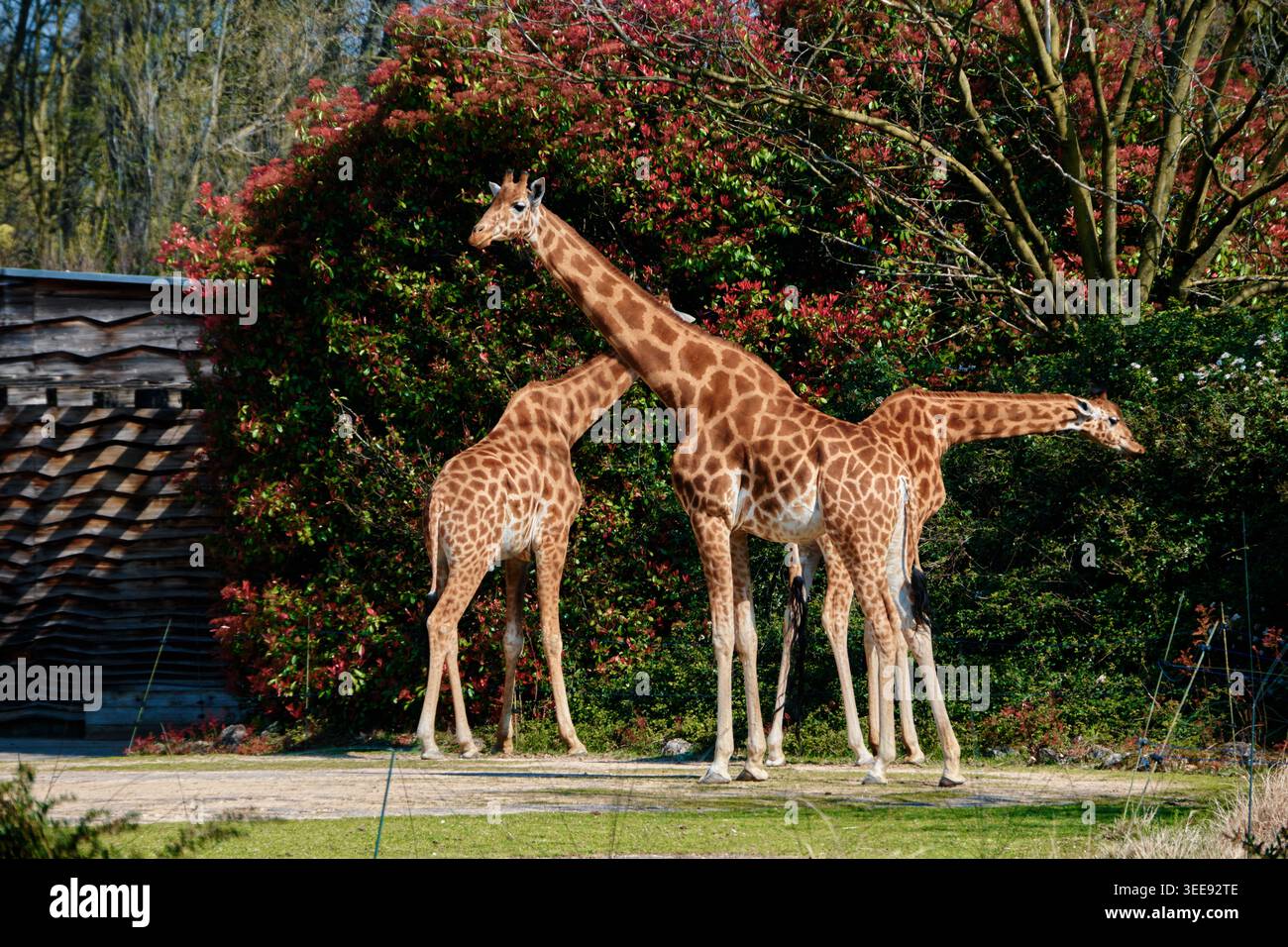 Lyon, France - 12 mai 2026 : groupe de girafes dans leur enclos avec une végétation luxuriante et une architecture moderne en bois au Zoo de Lyon. Banque D'Images