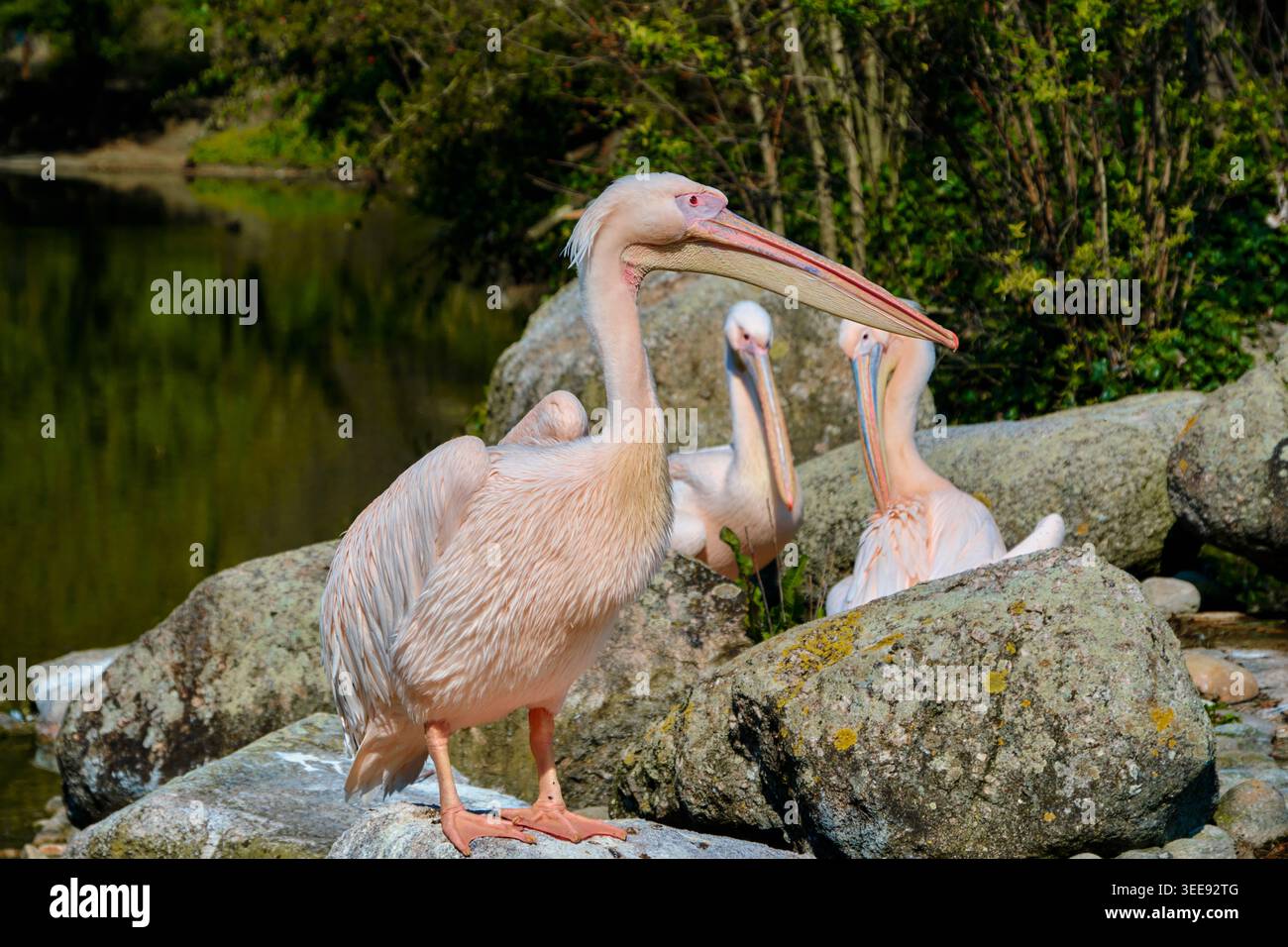 Lyon, France - 12 mai 2026 : grands pélicans blancs reposant sur des rochers au bord de l'eau au Zoo de Lyon dans le Parc de la tête d'Or Banque D'Images