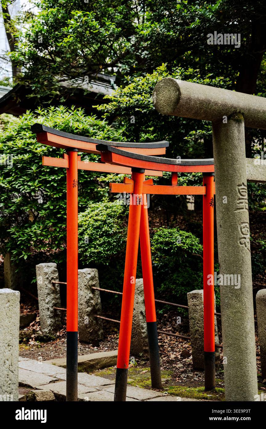 Petites portes torii vermillon avec bases noires le long de poteaux de pierre et de verdure au sanctuaire Nezu, quartier Bunkyō, Tokyo, Japon Banque D'Images