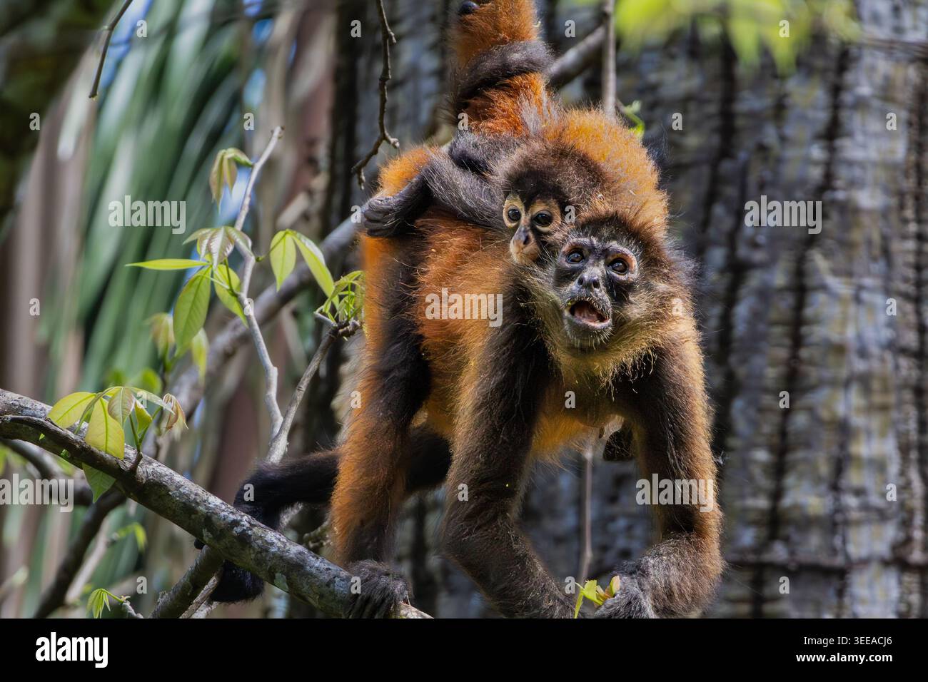 Singe araignée de Geoffroy, Ateles geoffroyi, mère et nourrisson dans la canopée de la forêt tropicale, Matapalo, péninsule d'Osa, Costa Rica Banque D'Images