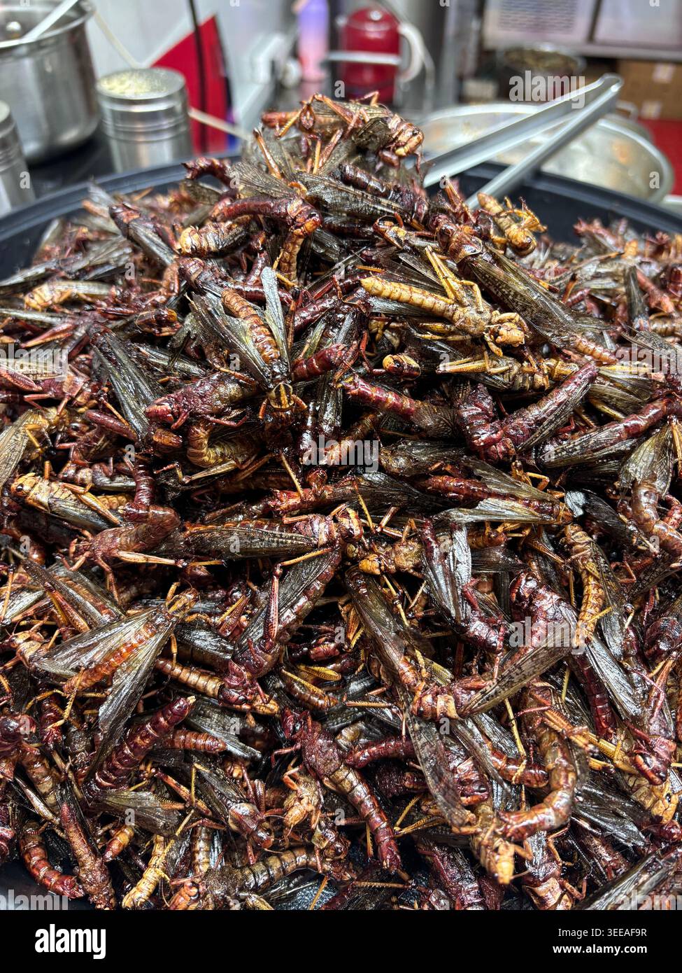 Sauterelles frites à vendre sur un marché nocturne de Shenyang, Chine prise le 21 mars 2026. Photo de Francis Specker Banque D'Images