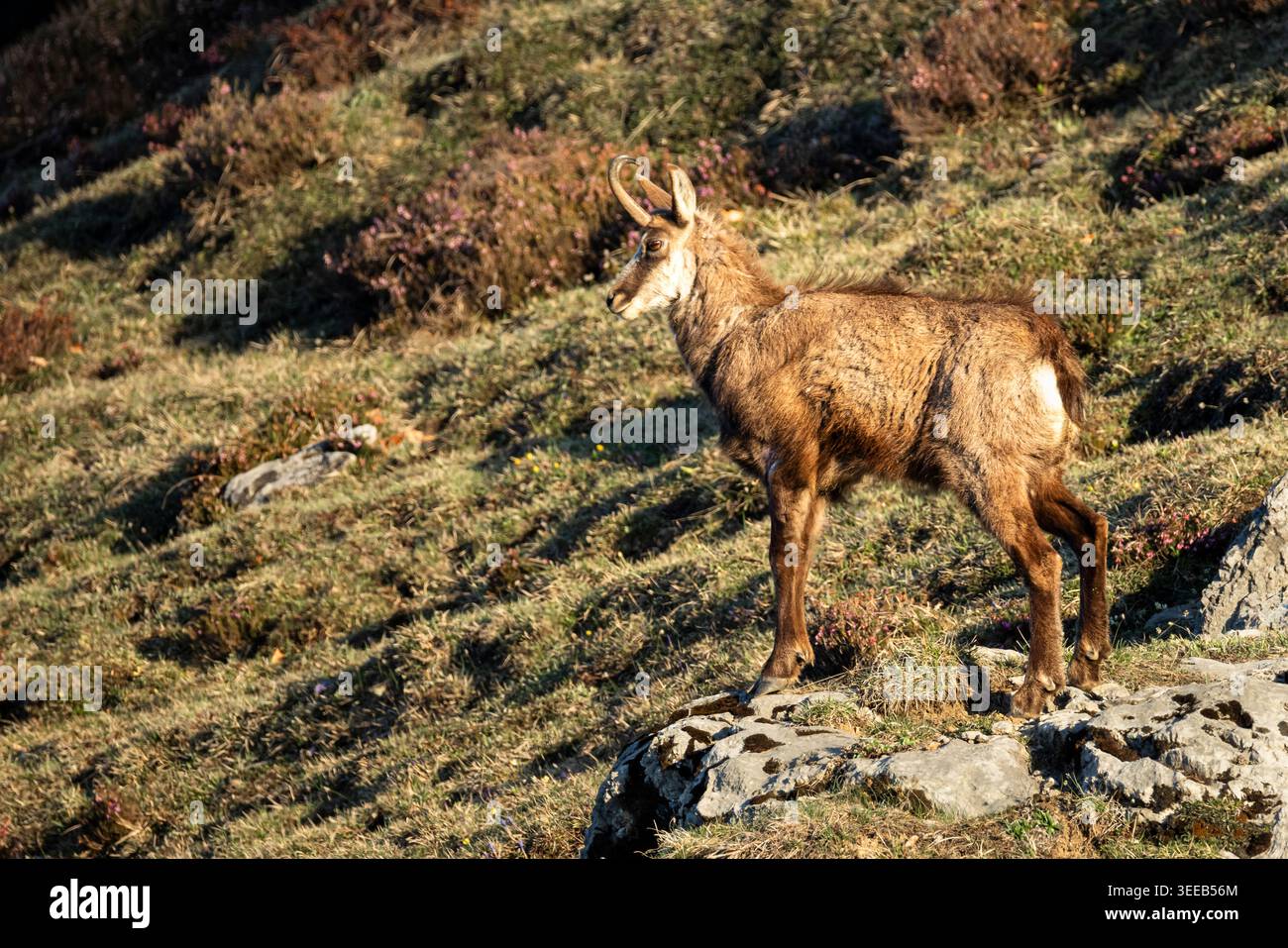 Chamois sauvage debout sur la prairie alpine dans la lumière du soleil du matin Banque D'Images