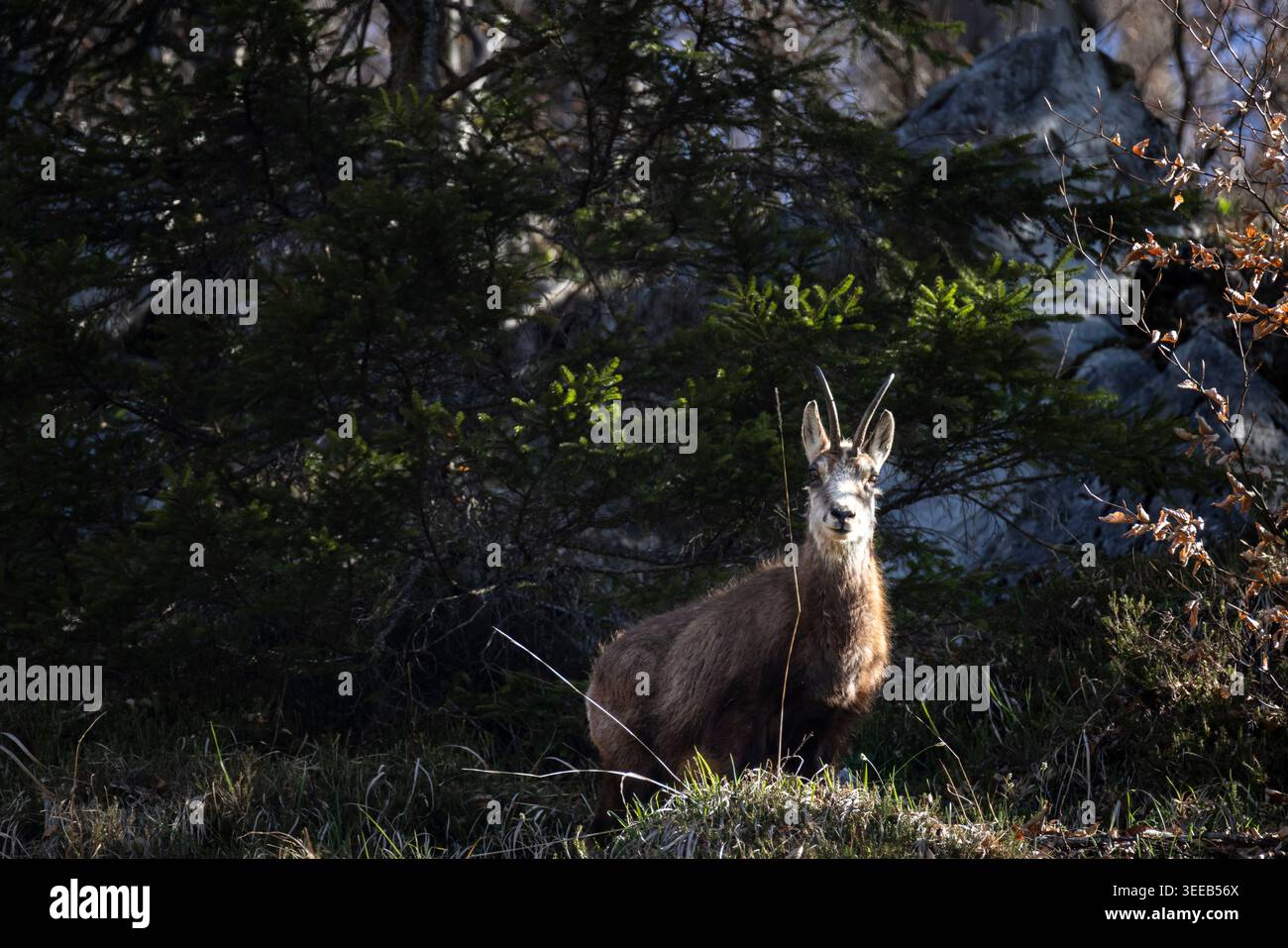 Chamois alpin vigilant debout dans la lumière de la forêt en Autriche Banque D'Images