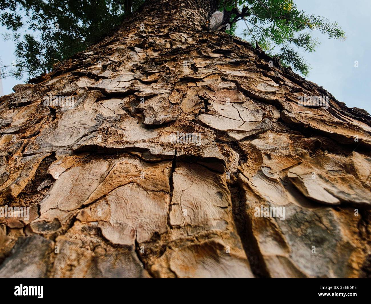 Gros plan détaillé de l'écorce de tronc d'arbre craquelé rugueux avec une perspective regardant vers le haut vers la canopée et le ciel, fond de texture de forêt naturelle Banque D'Images