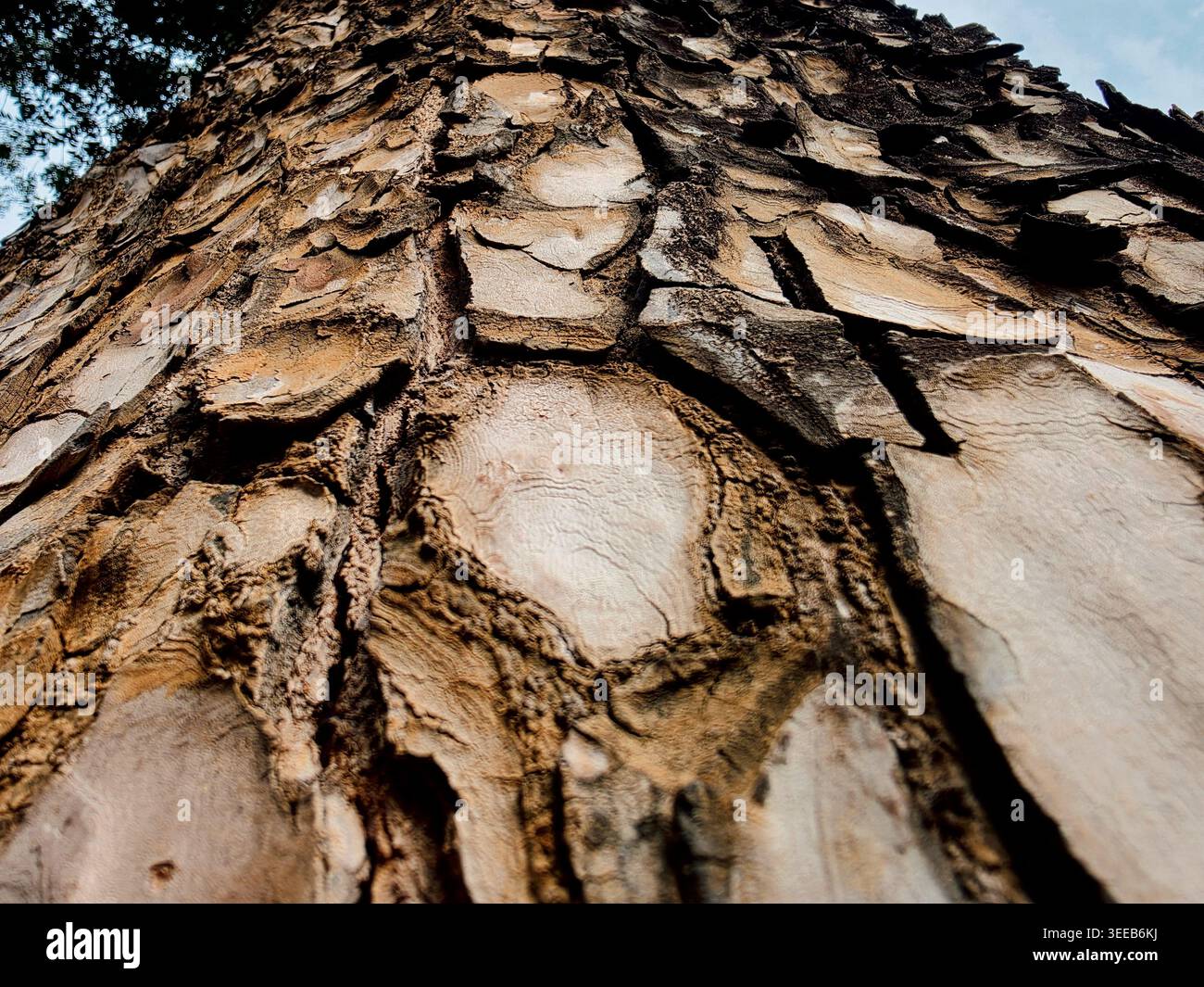 Gros plan détaillé de l'écorce de tronc d'arbre craquelé rugueux avec une perspective regardant vers le haut vers la canopée et le ciel, fond de texture de forêt naturelle Banque D'Images
