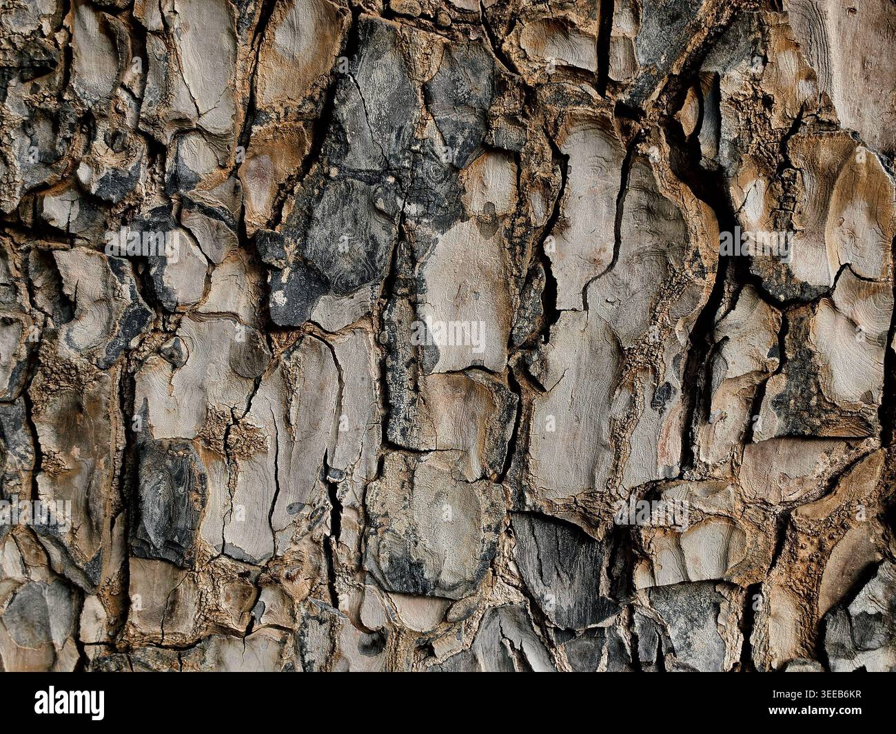 Gros plan détaillé de l'écorce de tronc d'arbre craquelé rugueux avec une perspective regardant vers le haut vers la canopée et le ciel, fond de texture de forêt naturelle Banque D'Images
