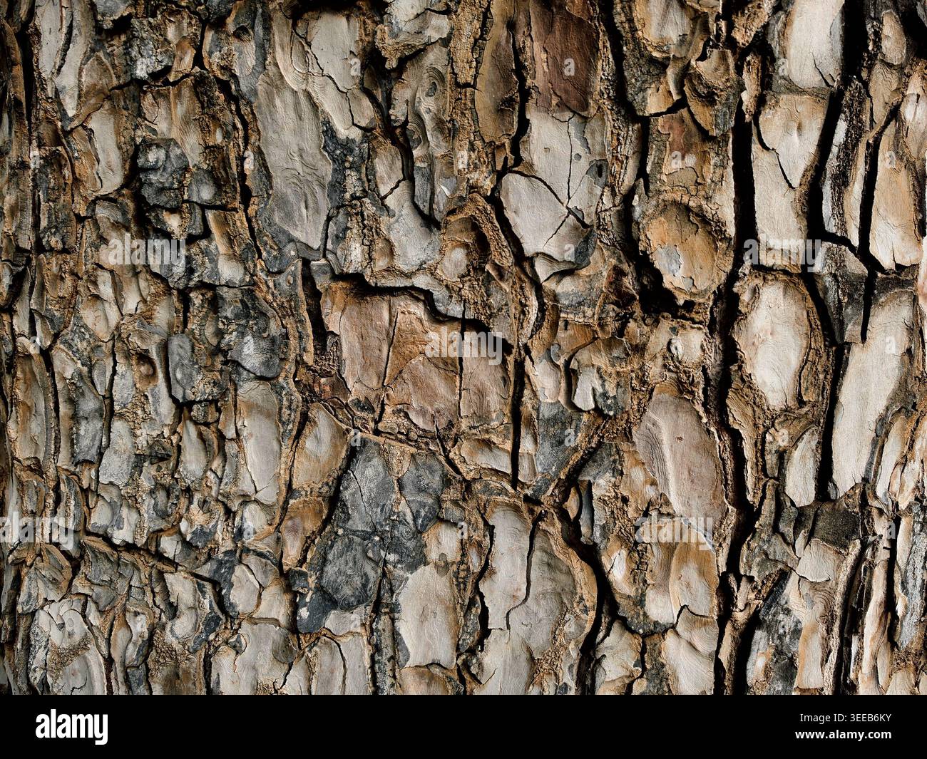 Gros plan détaillé de l'écorce de tronc d'arbre craquelé rugueux avec une perspective regardant vers le haut vers la canopée et le ciel, fond de texture de forêt naturelle Banque D'Images