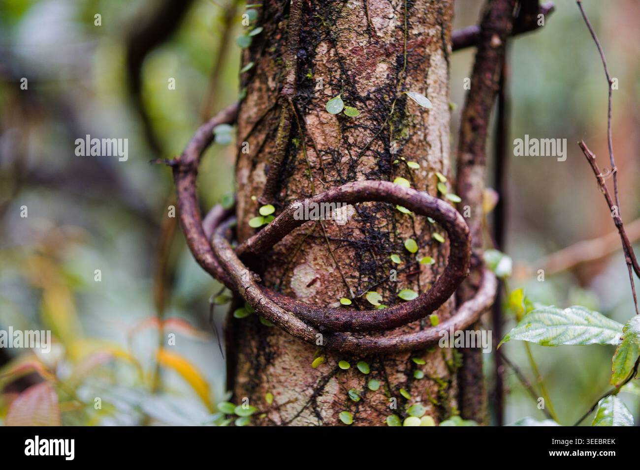Gros plan d'une vigne en boucle autour d'un tronc d'arbre moussue après la pluie, avec de minuscules feuilles vertes dispersées sur l'écorce et un fond de forêt bokeh luxuriante. Banque D'Images