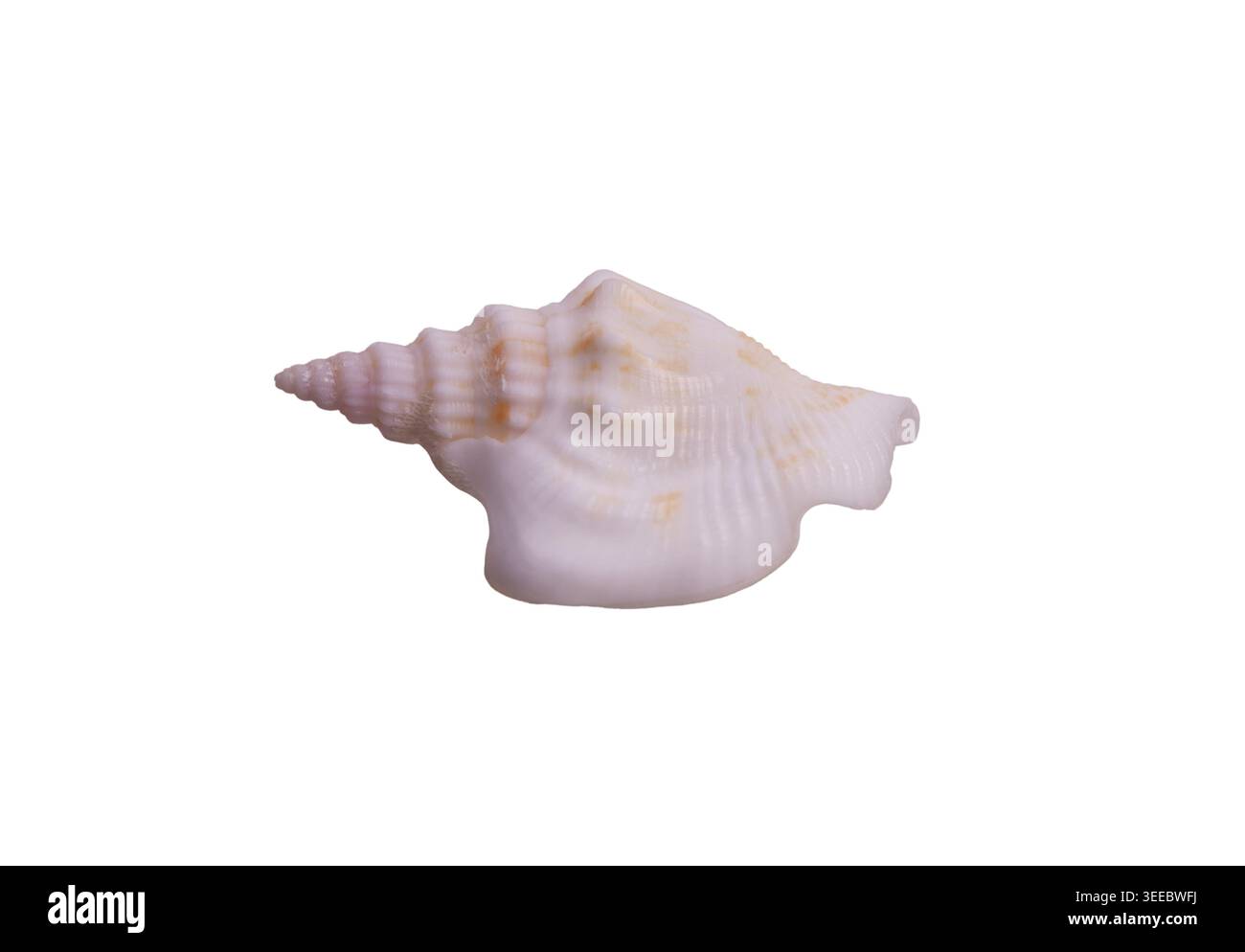 Coquille de conque rose blanche isolée sur fond blanc. Strombus ou Laevistrombus. Idéal pour la marque de style de vie de plage, la décoration intérieure, le spa et le bien-être Banque D'Images