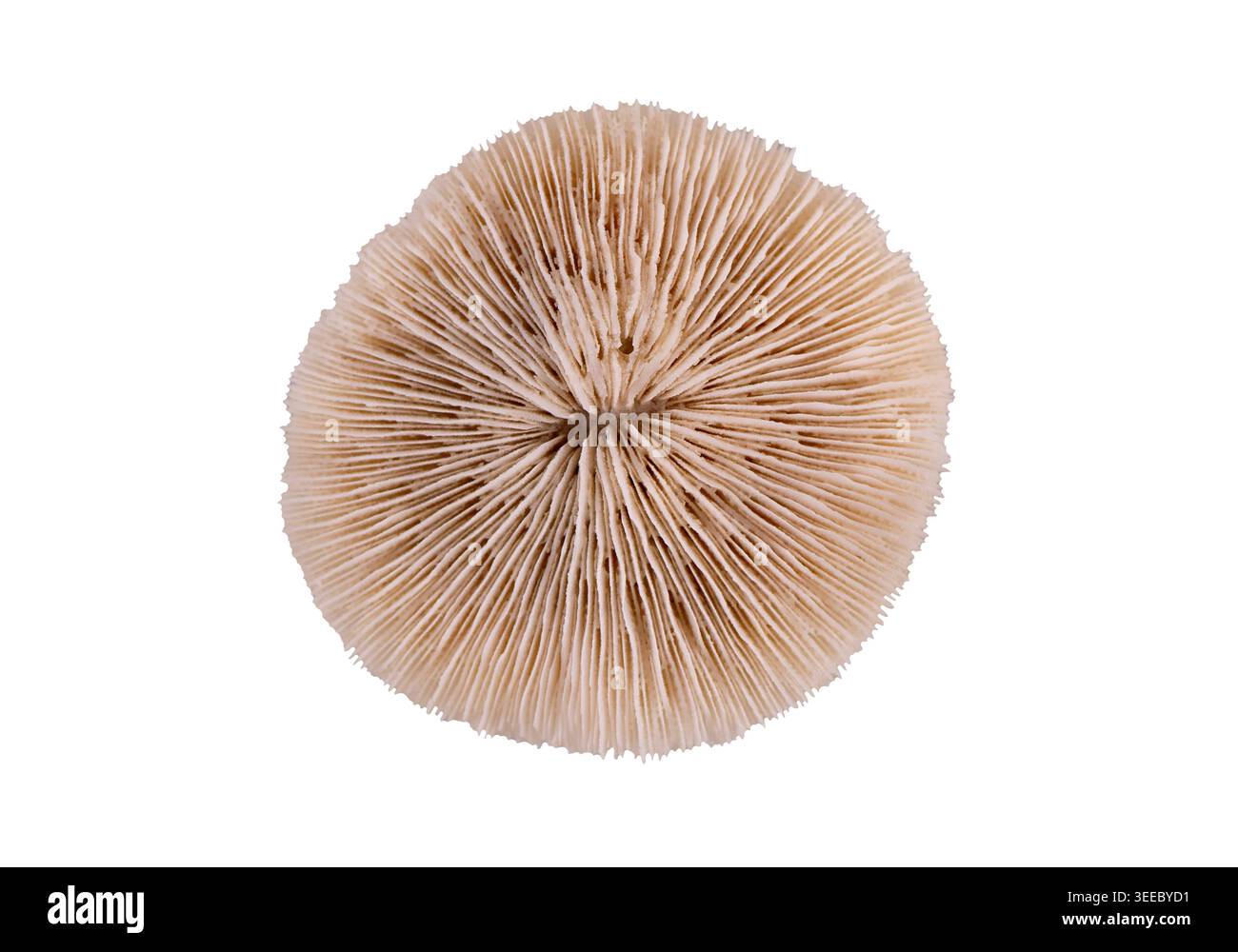 Disque de corail champignon squelette Fungia isolé sur fond blanc. Bon pour l'image de marque de style de vie de plage, décoration intérieure de collage, spa et design de bien-être Banque D'Images