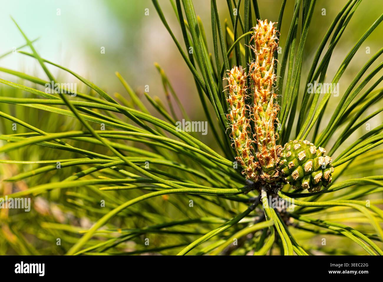 Gros plan d'une branche de pin avec des aiguilles vertes fraîches et de jeunes cônes en plein soleil, capturant la croissance à feuilles persistantes et les détails naturels du printemps. Banque D'Images