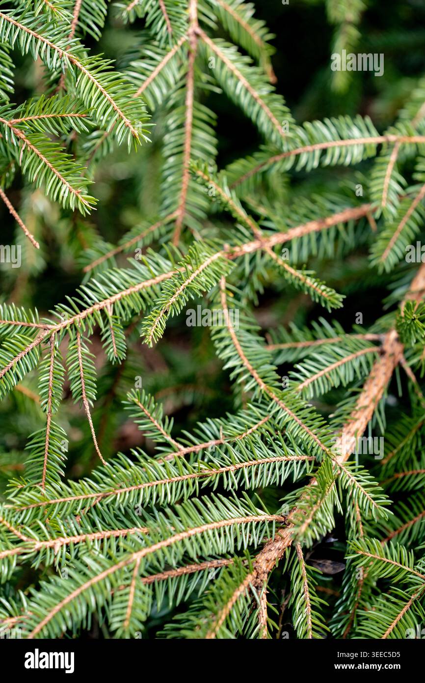 Gros plan d'épinette isolée, de conifères et de rameaux à feuilles persistantes et de branches avec des aiguilles vertes pour le fond de forêt et de nature Banque D'Images