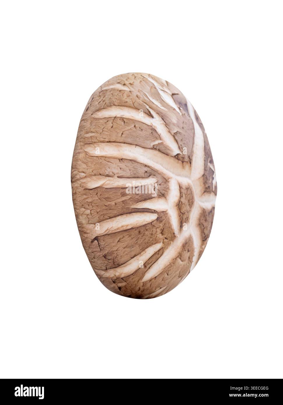 Un champignon shiitake est isolé sur fond blanc avec chemin de découpage. Banque D'Images