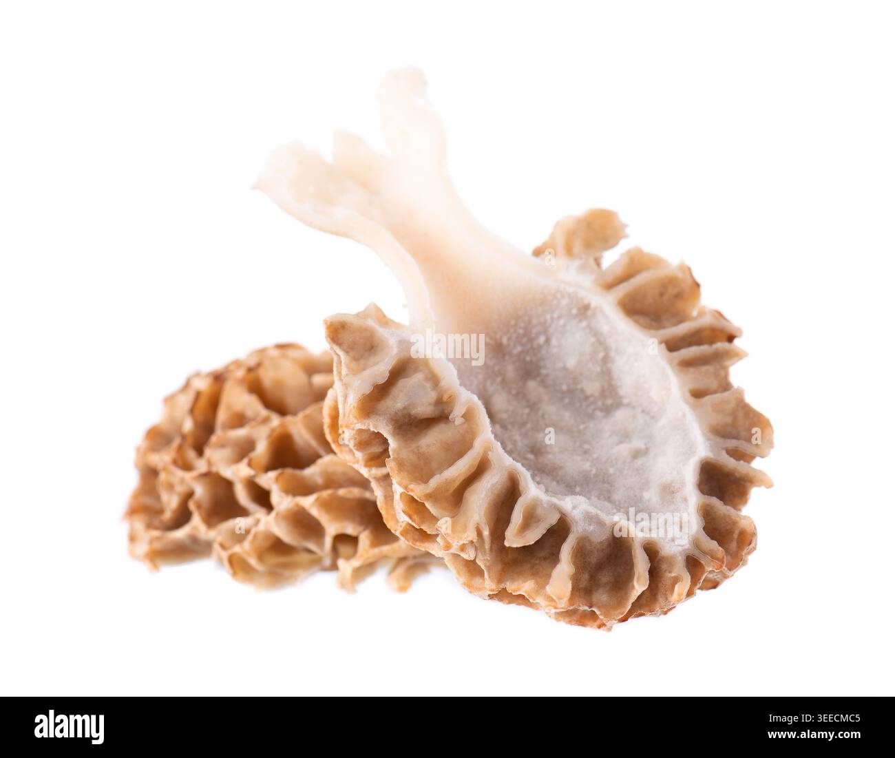 Champignon Morel isolé sur fond blanc. Morchella esculenta. Champignons comestibles printaniers. Masque Banque D'Images