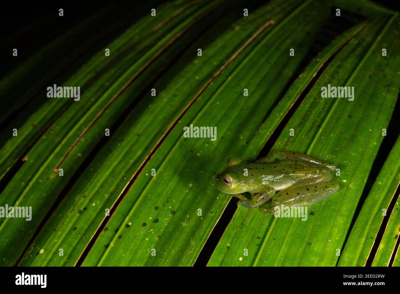 Grenouille de verre émeraude, Espadarana prosoblepon, Centrolenidae, la Fortuna, Parc national du volcan Arenal, Costa Rica Banque D'Images