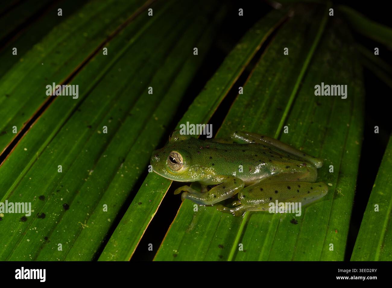 Grenouille de verre émeraude, Espadarana prosoblepon, Centrolenidae, la Fortuna, Parc national du volcan Arenal, Costa Rica Banque D'Images