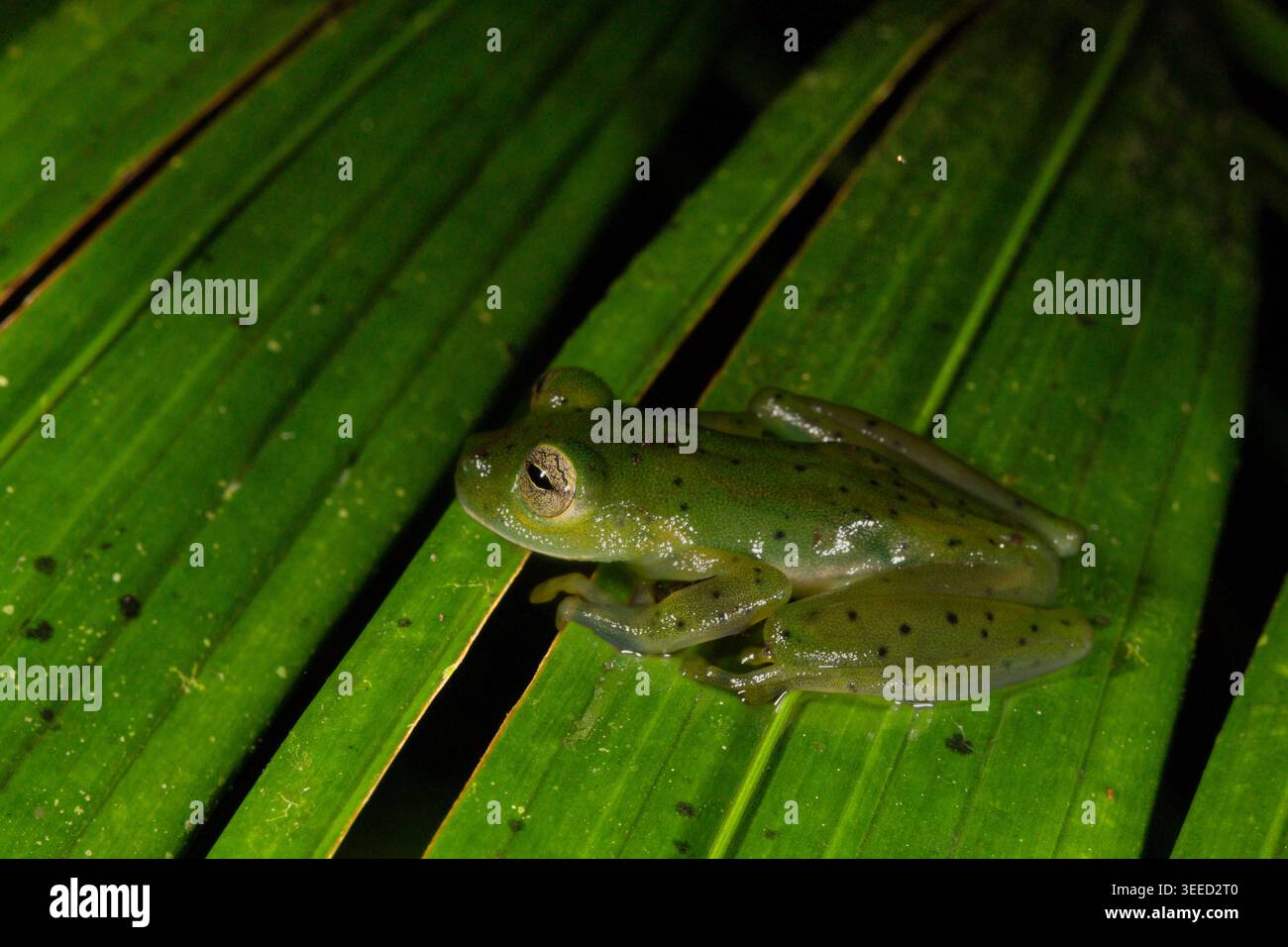 Grenouille de verre émeraude, Espadarana prosoblepon, Centrolenidae, la Fortuna, Parc national du volcan Arenal, Costa Rica Banque D'Images