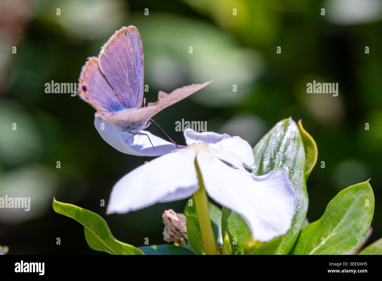 Pois papillon bleu (Leptotes pirithous) perché sur Madagascar Periwinkle (Catharanthus roseus) fleur blanche, Egypte. Montrant l'aile dorsale irisée sur Banque D'Images