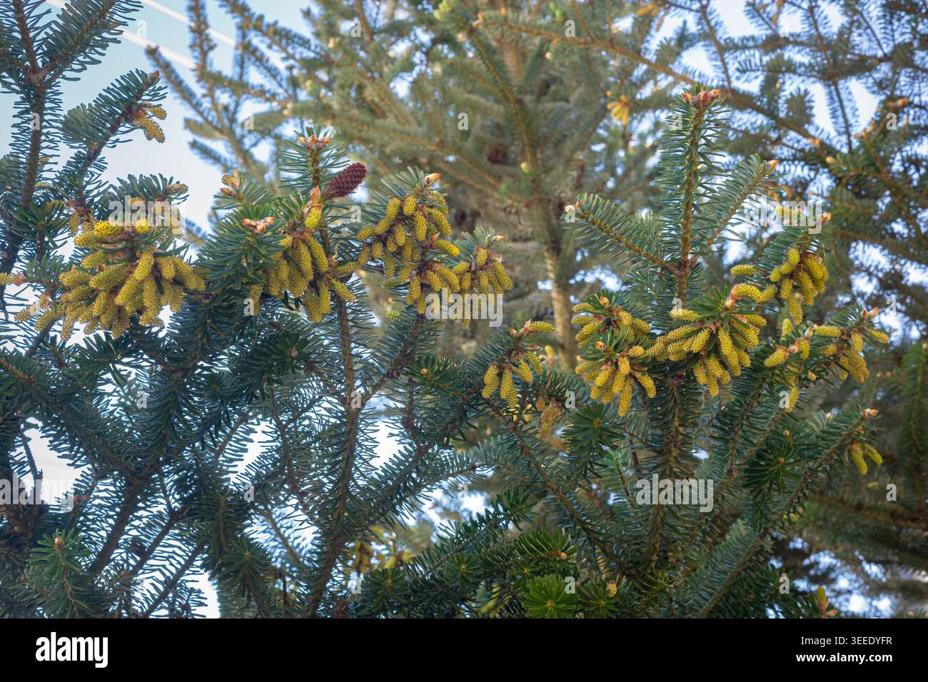 Gros plan de branches de sapin coréen avec des cônes polliniques mâles jaunes dans la forêt à feuilles persistantes du printemps Banque D'Images