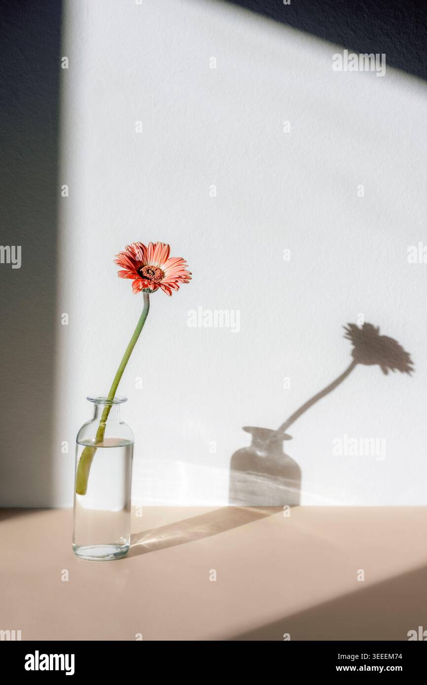 Fleur de gerbera rose dans un vase en verre avec ombre sur le mur blanc. Banque D'Images