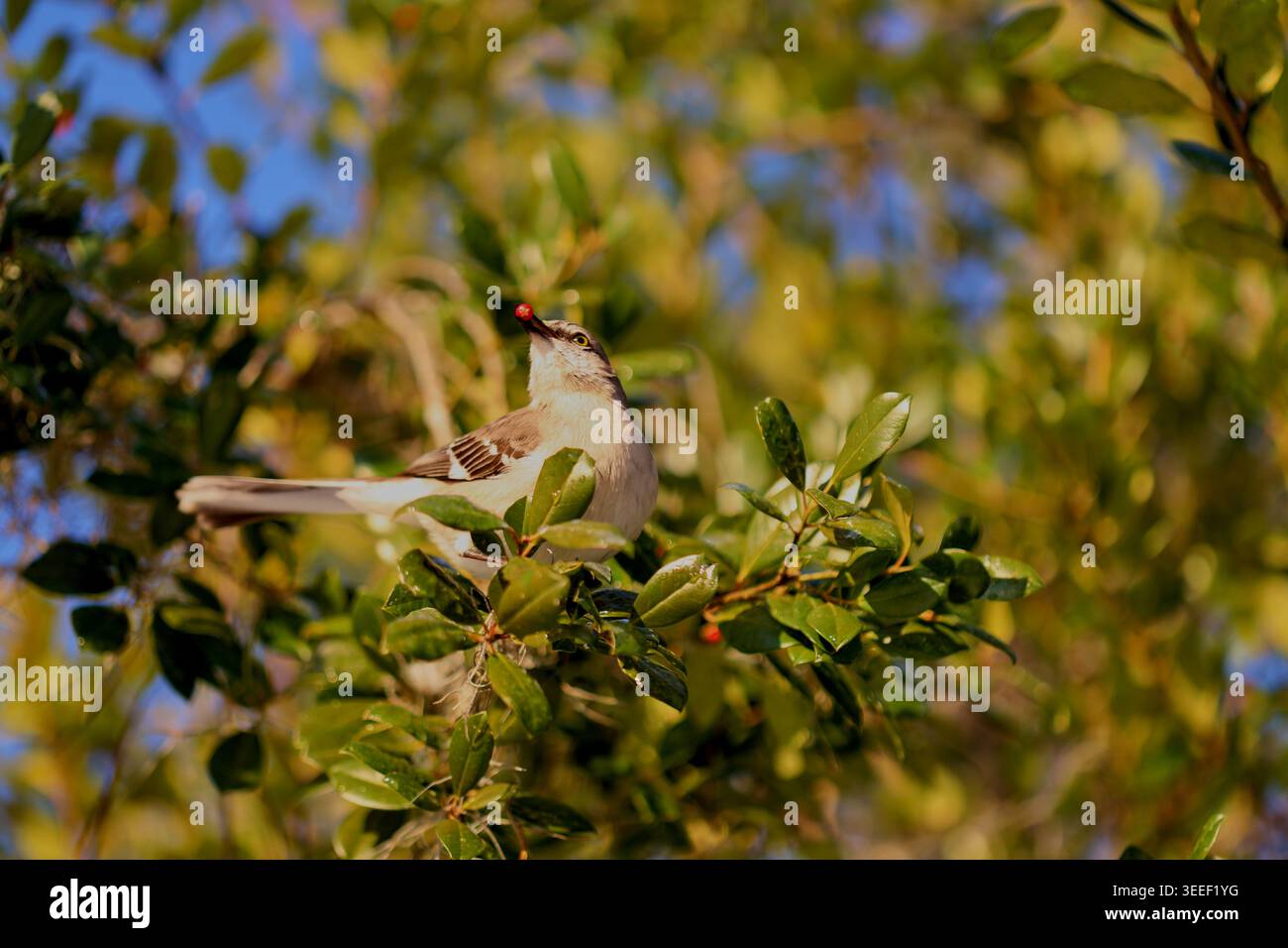 Le Mockingbird du Nord (Mimus polygottos) est un oiseau moqueur communément trouvé en Amérique du Nord, Banque D'Images