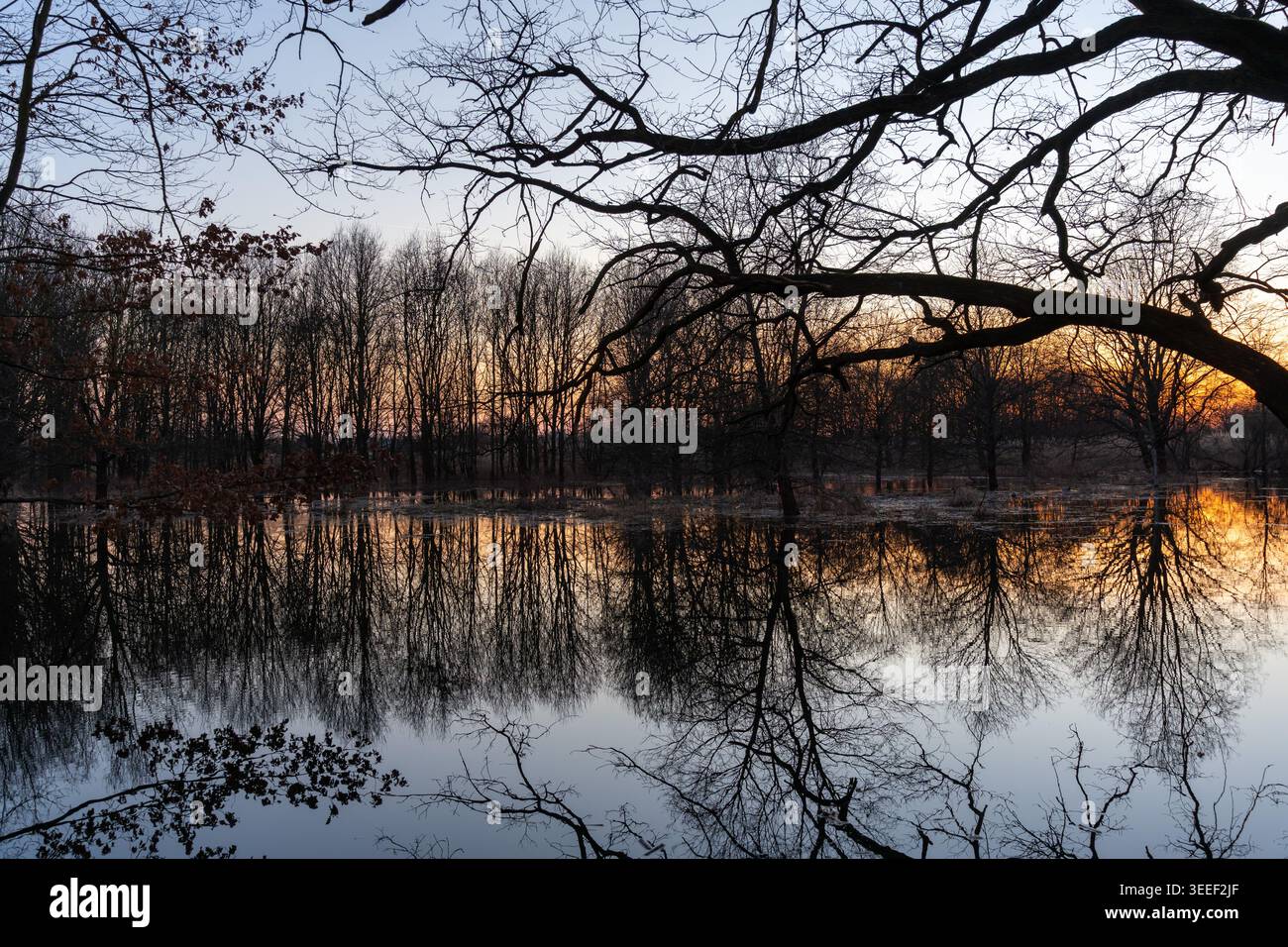 Arbres sans feuilles de la forêt parfaitement reflétés dans un lac inondé immobile à l'aube hivernale précoce avec une lueur ambrée chaude à l'horizon encadrée par des branches tordues Banque D'Images