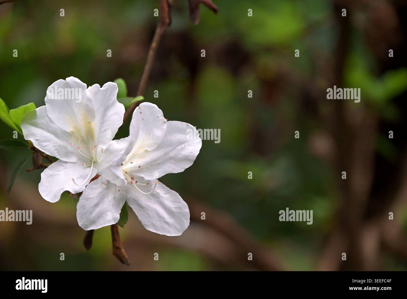 Fleurs d'azalée blanche avec légère surexposition des pétales et branche floue au jardin botanique Renshan, Yilan, Taiwan, pour des utilisations d'étude de la biodiversité. Banque D'Images