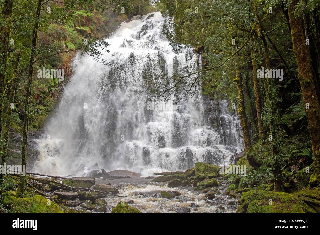Chutes Nelson, parc national Franklin-Gordon Wild Rivers Banque D'Images