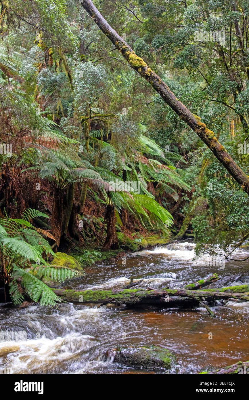 Nelson River, parc national Franklin-Gordon Wild Rivers Banque D'Images