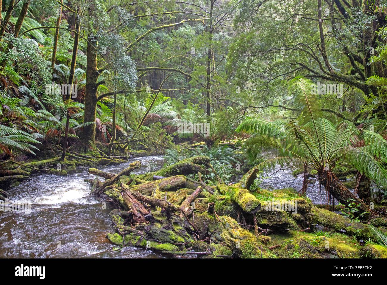 Nelson River, parc national Franklin-Gordon Wild Rivers Banque D'Images