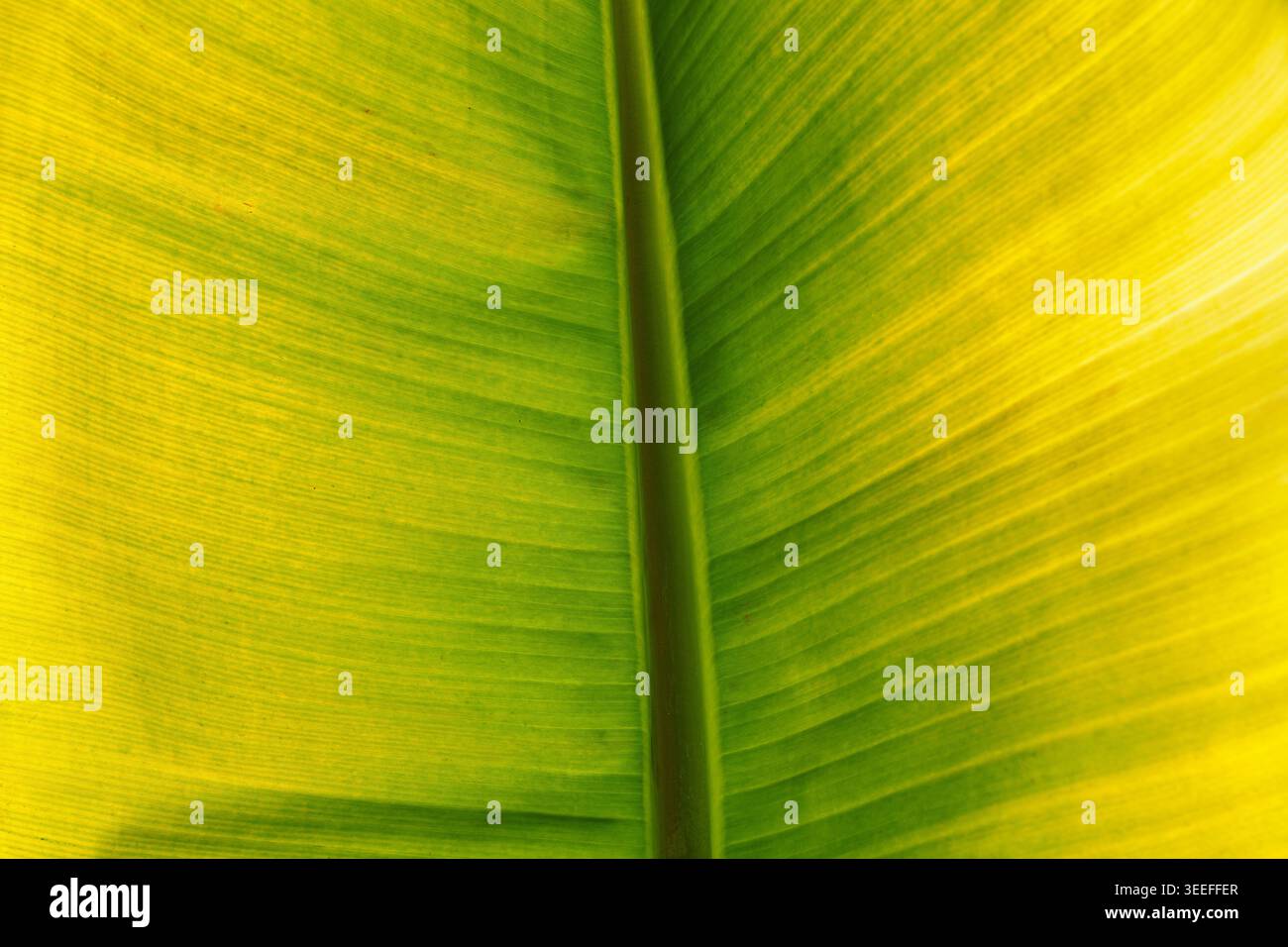Gros plan de texture de feuille de banane verte et jaune vibrante, concept de fond de plante tropicale Banque D'Images