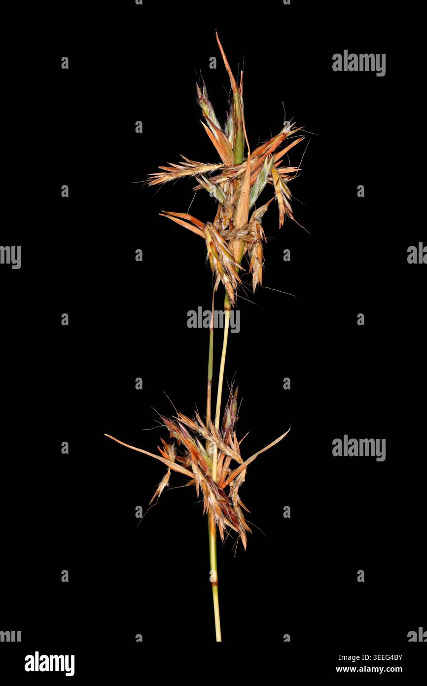 Graminées d'Afrique du Sud - inflorescence de térébenthine à feuilles étroites (Cympogon plurinodis) isolée sur noir Banque D'Images