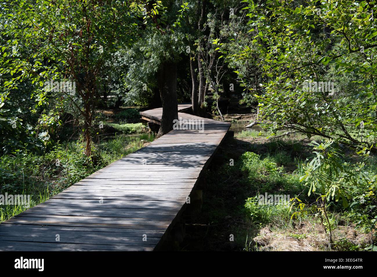 Promenade en bois vide serpentant à travers une forêt dense le long d'un ruisseau d'eau douce dans le parc national de Krka, Dalmatie, Croatie. Banque D'Images