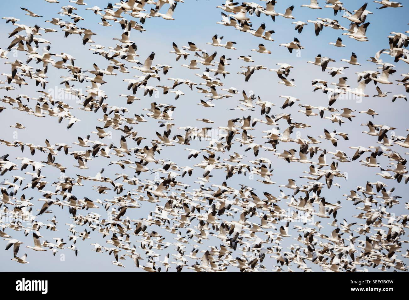 Oiseaux d'oies des neiges dans un troupeau s'élevant dans le ciel. Banque D'Images