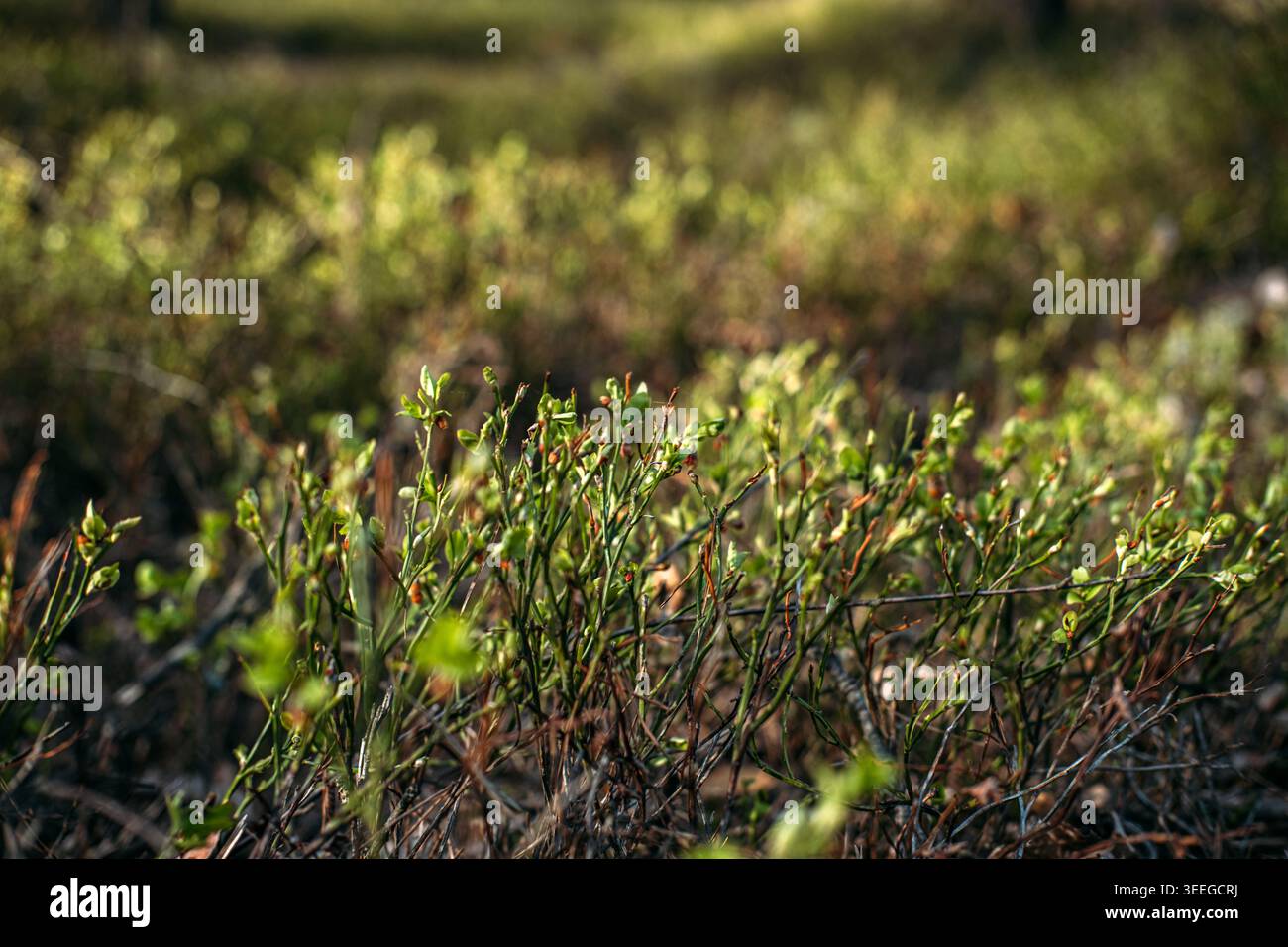 Vue à angle bas des arbustes à baies poussant sur le sol forestier pendant la journée ensoleillée. Biodiversité des écosystèmes forestiers, exploitation sauvage durable, environnement Banque D'Images