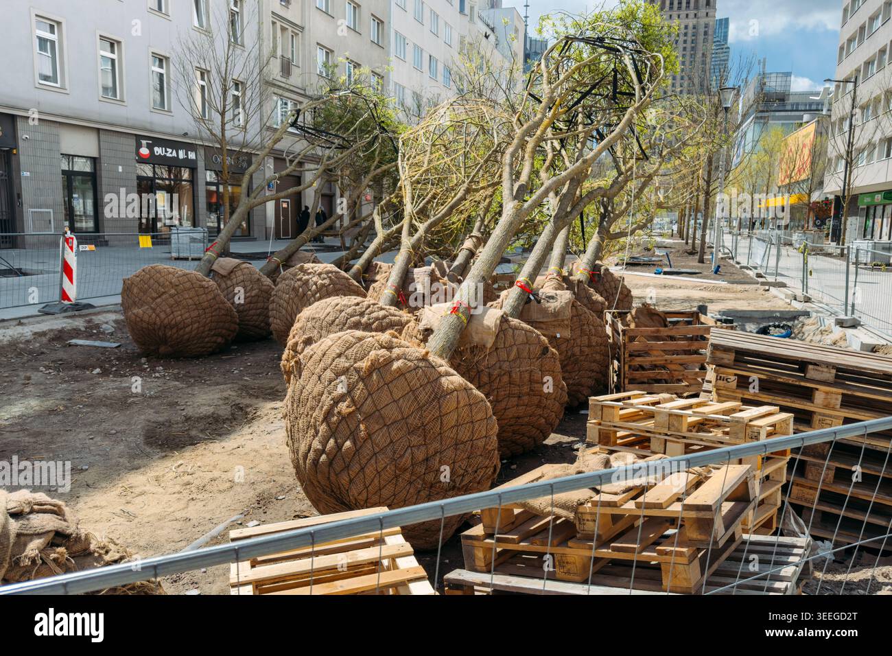 Une rangée de jeunes arbres avec des boules de racines enveloppées dans de la toile de jute repose sur le sol sur le chantier de construction urbain. Atténuation de l'effet d'îlot de chaleur urbain, changement climatique Banque D'Images