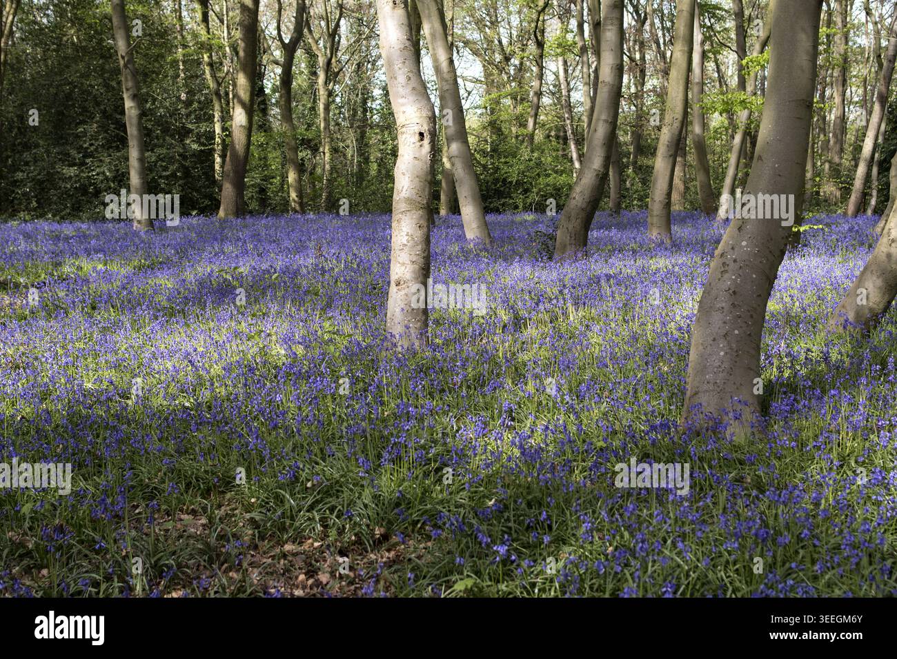 Les grosses cloches fournissent une couverture au sol dans un parc forestier dans les bois de Londres dans la lumière du soleil et des ombres étanches un jour de printemps au Royaume-Uni Banque D'Images