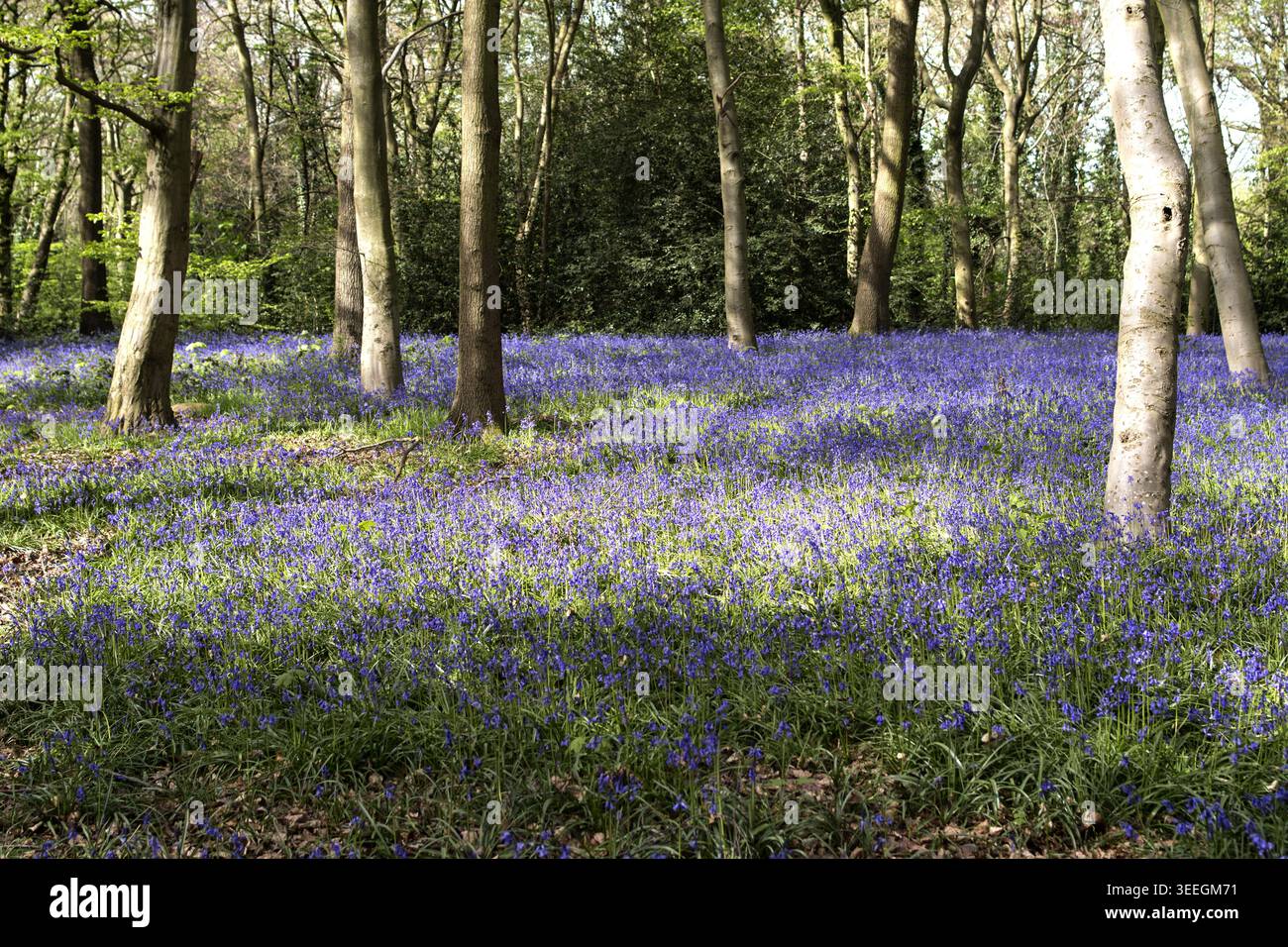 Les grosses cloches fournissent une couverture au sol dans un parc forestier dans les bois de Londres dans la lumière du soleil et des ombres étanches un jour de printemps au Royaume-Uni Banque D'Images
