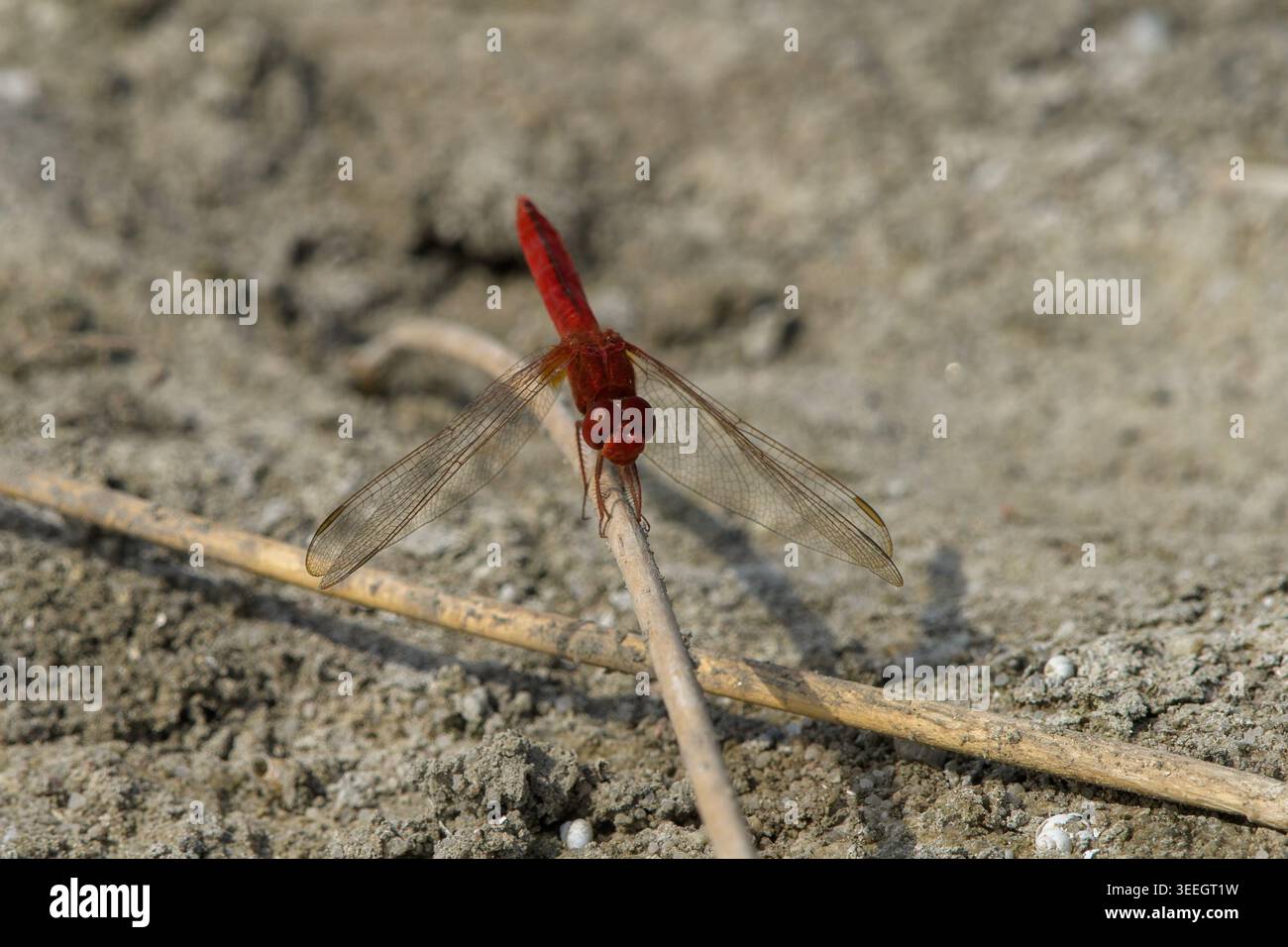 Ruddy Marsh Skimmer perché près de Nalsarovar, Gujarat Banque D'Images